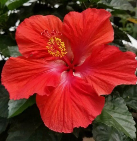 TROPICAL RED HIBISCUS Flower Live Plant Rare - Plant for Your Home Garden