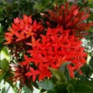 DWARF RED IXORA Flower Live Plant Rare - Plant for Your Home Garden
