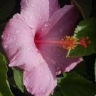 SEMINOLE PINK HIBISCUS Flower Live Plant Rare - Plant for Your Home Garden
