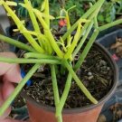 EUPHORBIA TIRUCALLI PENCIL CACTUS Flower Live Plant Rare - Plant for Your Home Garden