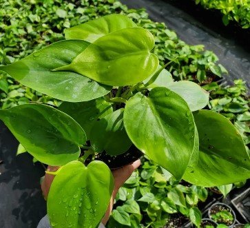 Heart Shape Leaf Philodendron Flower Live Plant Rare - Plant for Your Home Garden