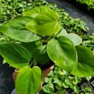 Heart Shape Leaf Philodendron Flower Live Plant Rare - Plant for Your Home Garden