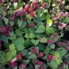 RED MAROON SHRIMP Flower Live Plant Rare - Plant for Your Home Garden