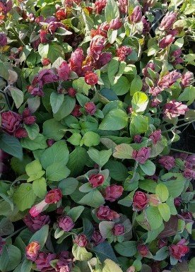 RED MAROON SHRIMP Flower Live Plant Rare - Plant for Your Home Garden