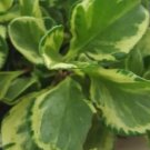 GOLDEN Peperomia obtusifolia variegata Flower Live Plant Rare - Plant for Your Home Garden