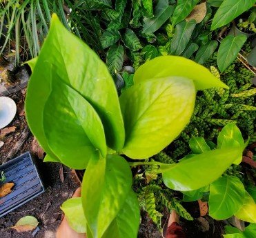 NEON GREEN POTHOS Flower Live Plant Rare - Plant for Your Home Garden