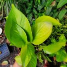 NEON GREEN POTHOS Flower Live Plant Rare - Plant for Your Home Garden