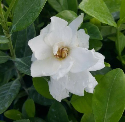 Frost Proof Gardenia Flower Live Plant Rare - Plant for Your Home Garden