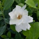 Frost Proof Gardenia Flower Live Plant Rare - Plant for Your Home Garden