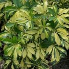Trinette Variegated Schefflera Flower Live Plant Rare - Plant for Your Home Garden