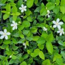 Asian Snow Jasmine Flower Live Plant Rare - Plant for Your Home Garden