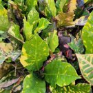 Croton Codiaeum Variegatum Magnificent Flower Live Plant Rare - Plant for Your Home Garden