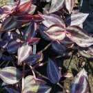 Tradescantia Zebrina Flower Live Plant Rare - Plant for Your Home Garden