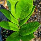 Rare ZZ Zamioculcas zamiifolia Flower Live Plant Rare - Plant for Your Home Garden