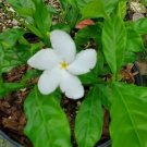 Pinwheel Jasmine Flower Live Plant Rare - Plant for Your Home Garden