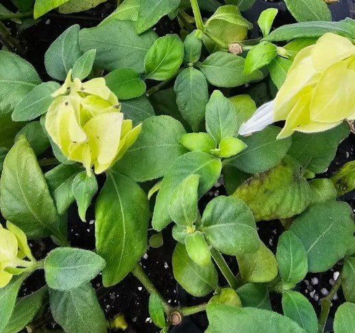 Lemon Butter Shrimp Flower Live Plant Rare - Plant for Your Home Garden