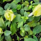 Lemon Butter Shrimp Flower Live Plant Rare - Plant for Your Home Garden