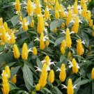 Yellow Shrimp Flower Live Plant Rare - Plant for Your Home Garden