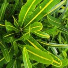 Codiaeum Variegatum Flower Live Plant Rare - Plant for Your Home Garden