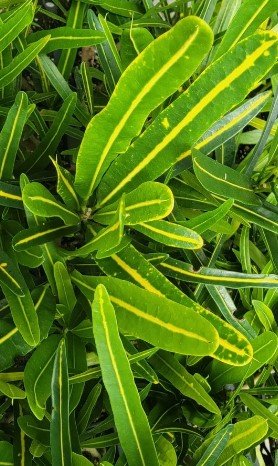 Codiaeum Variegatum Flower Live Plant Rare - Plant for Your Home Garden