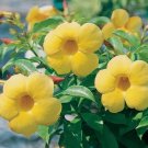 Yellow Allamanda Flower Live Plant Rare - Plant for Your Home Garden