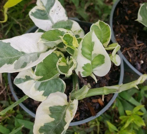 N-JOY POTHOS VINE Flower Live Plant Rare - Plant for Your Home Garden