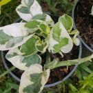 N-JOY POTHOS VINE Flower Live Plant Rare - Plant for Your Home Garden