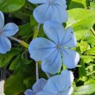Plumbago auriculata Imperial Blue Flower Live Plant Rare - Plant for Your Home Garden