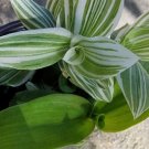 VARIEGATED WANDERING JEW Flower Live Plant Rare - Plant for Your Home Garden