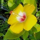 EXOTIC HAWAIIAN YELLOW HIBISCUS Flower Live Plant Rare - Plant for Your Home Garden