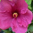 EXOTIC FUCHSIA MAGENTA HIBISCUS Flower Live Plant Rare - Plant for Your Home Garden