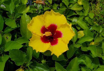 EXOTIC YELLOW HIBISCUS Flower Live Plant Rare - Plant for Your Home Garden