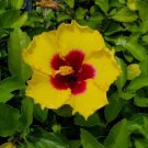 EXOTIC YELLOW HIBISCUS Flower Live Plant Rare - Plant for Your Home Garden