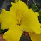 FORT MYERS YELLOW HIBISCUS Flower Live Plant Rare - Plant for Your Home Garden