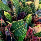 Croton Petra Variegated Flower Live Plant Rare - Plant for Your Home Garden