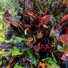 Mammy Croton Flower Live Plant Rare - Plant for Your Home Garden