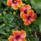 EXOTIC HAWAIIAN SUNSET hibiscus Flower Live Plant Rare - Plant for Your Home Garden