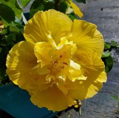 EXOTIC DOUBLE YELLOW HIBISCUS Flower Live Plant Rare - Plant for Your Home Garden