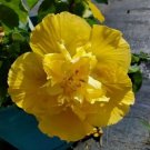 EXOTIC DOUBLE YELLOW HIBISCUS Flower Live Plant Rare - Plant for Your Home Garden
