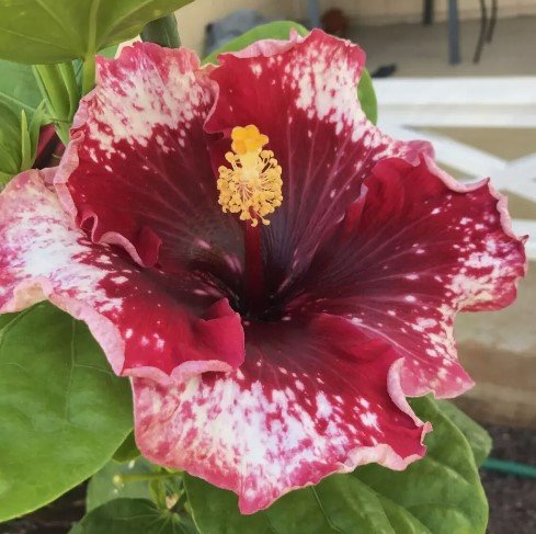 EXOTIC PURPLE MAGIC HIBISCUS Flower Live Plant Rare - Plant for Your Home Garden
