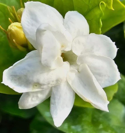 JASMINE SAMBAC White Flower Live Plant Rare - Plant for Your Home Garden