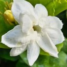 JASMINE SAMBAC White Flower Live Plant Rare - Plant for Your Home Garden