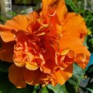 EXOTIC JANE COWELL HIBISCUS Flower Live Plant Rare - Plant for Your Home Garden