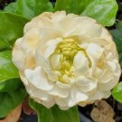 Grand Duke of Tuscany Jasmine Flower Live Plant Rare - Plant for Your Home Garden