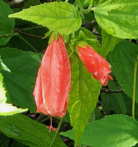 RED TURK'S CAP SLEEPING HIBISCUS Flower Live Plant Rare - Plant for Your Home Garden