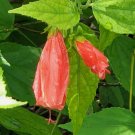 RED TURK'S CAP SLEEPING HIBISCUS Flower Live Plant Rare - Plant for Your Home Garden