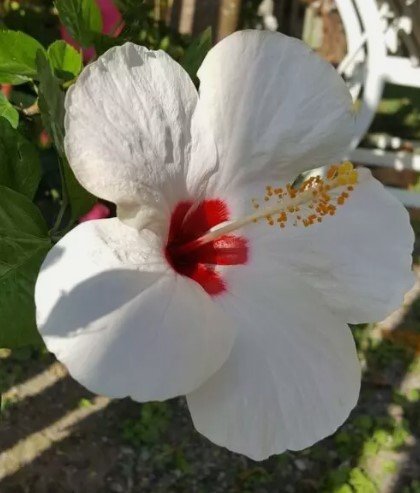 TROPICAL WHITE WING HIBISCUS Flower Live Plant Rare - Plant for Your Home Garden