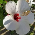 TROPICAL WHITE WING HIBISCUS Flower Live Plant Rare - Plant for Your Home Garden