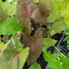 Syngonium Maria Allusion Multicolor Flower Live Plant Rare - Plant for Your Home Garden