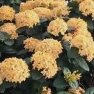 Yellow Maui Ixora Flower Live Plant Rare - Plant for Your Home Garden